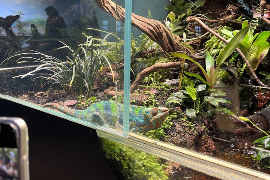 Хамелеон в "Москвариуме"