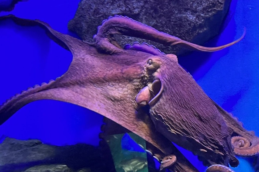 Подводный мир Москвариума