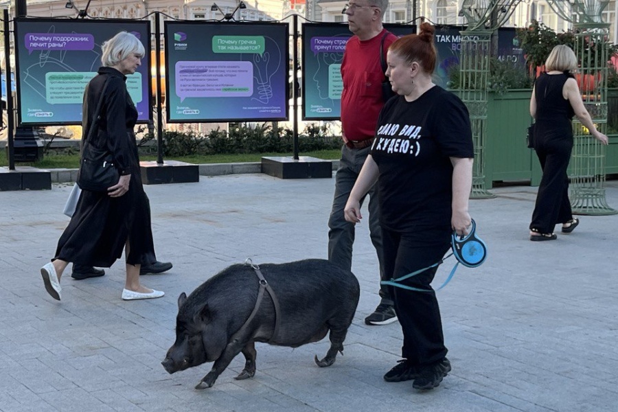Неожиданное появление черного борова Гости удивились, увидев черного борова