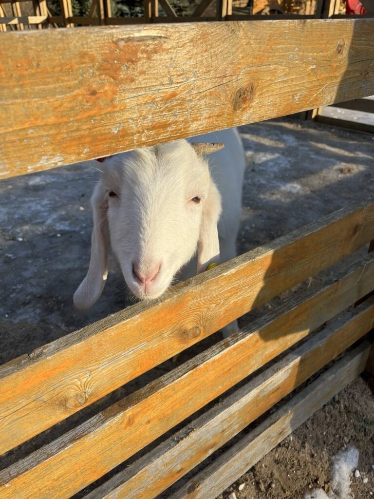 Козлик на ферме в ходе экскурсии по ВДНХ