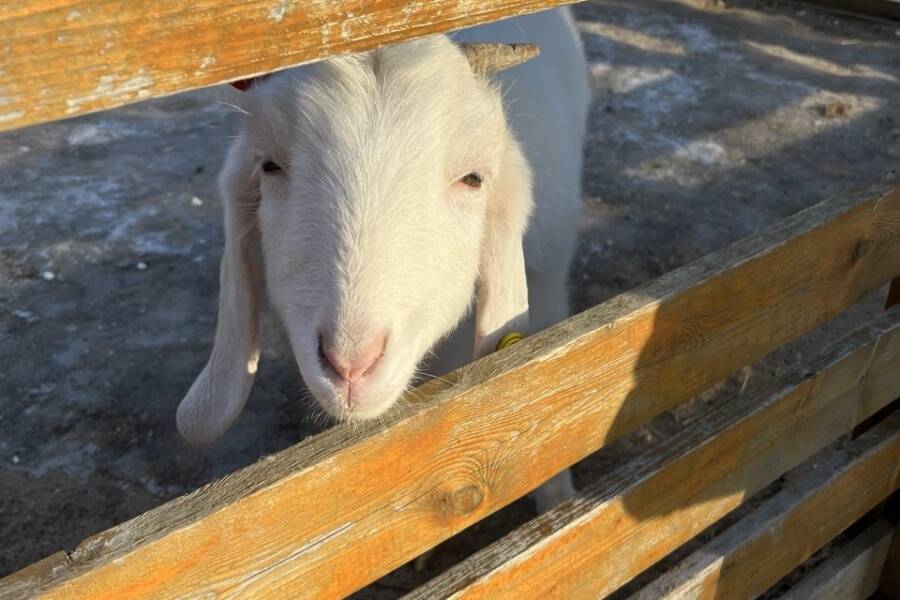Козлик на ферме в ходе экскурсии по ВДНХ