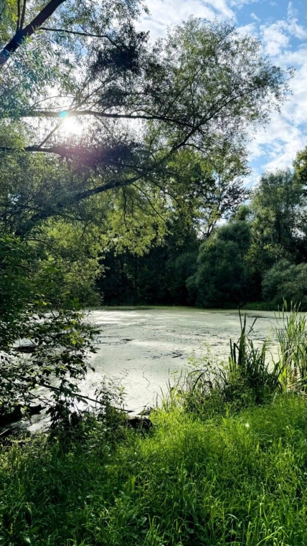 Долина реки Сетунь имеет на своей территории различные водоёмы. Экскурсия близ станций метро Кунцевская и Славянский бульвар