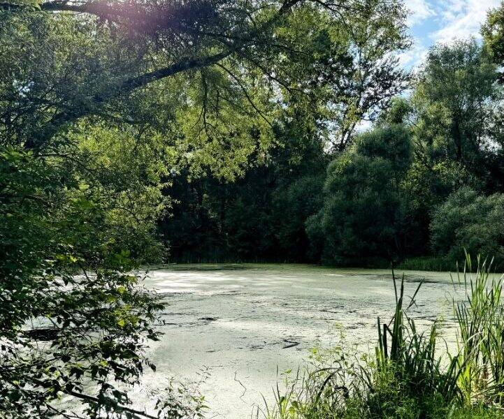 На территории Долина реки Сетунь расположены разные водоёмы. Экскурсия проходит недалеко от станций метро Кунцевская и Славянский бульвар. Долина реки Сетунь имеет на своей территории различные водоёмы. Экскурсия близ станций метро Кунцевская и Славянский бульвар