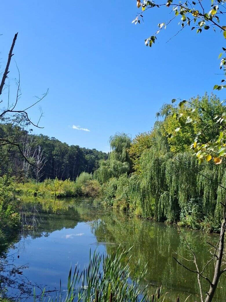 Поворот среди зелени Водоём среди ив в парке Покровское-Стрешнево