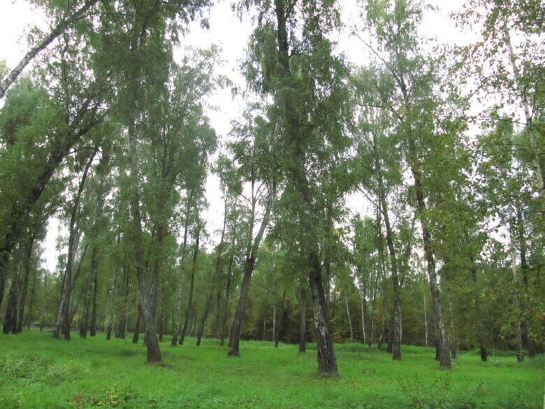 Birch trees with white trunks and green crowns in a grassy clearing.