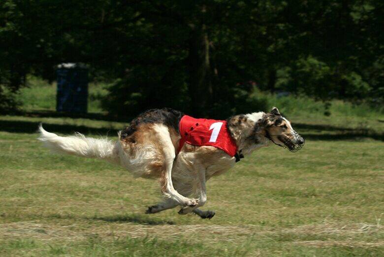 A long-haired borzoi wearing a red racing jacket with a white number 1 runs across the grass.