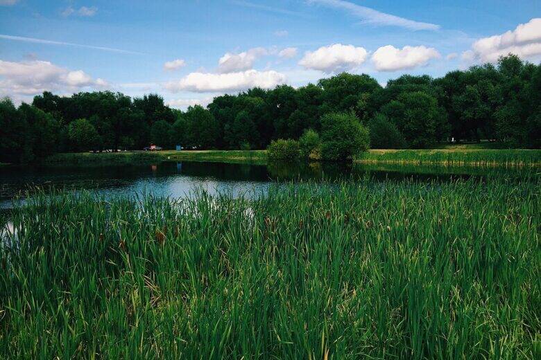 Reeds beside a pond; trees and a cloudy sky are visible across the water.